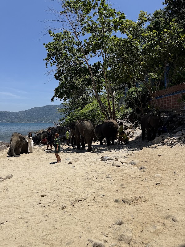 Elephant Swims @Lucky Beach, Tri Trang 2