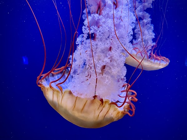 Aquarium de Paris 5