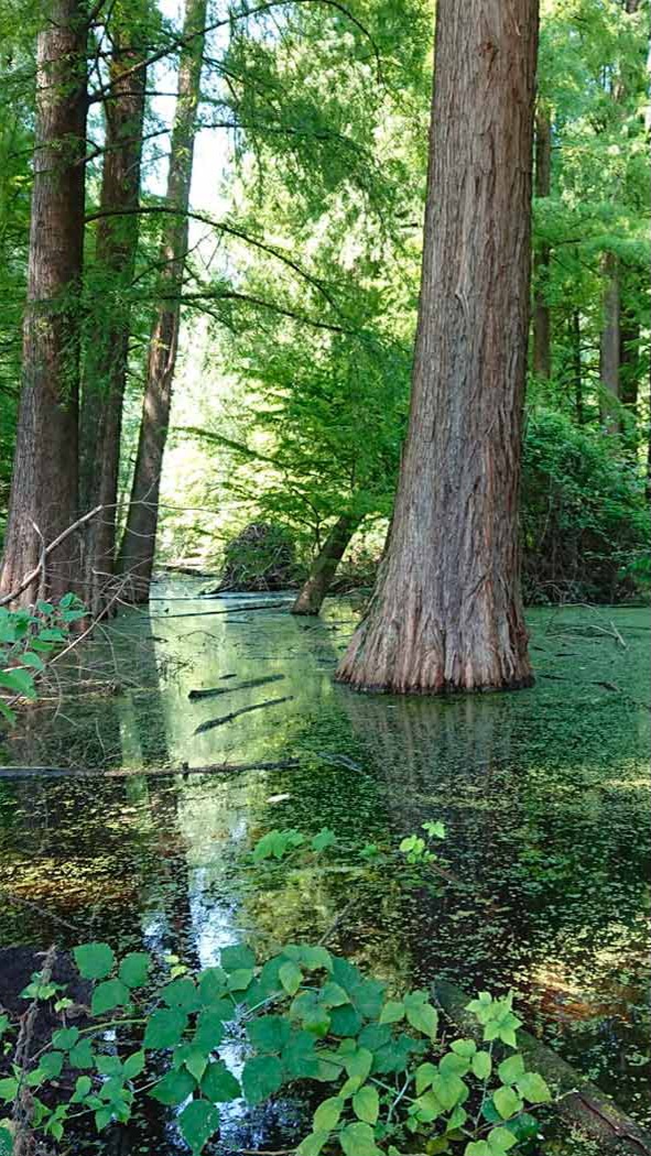 Parco protetto dei Tassodi