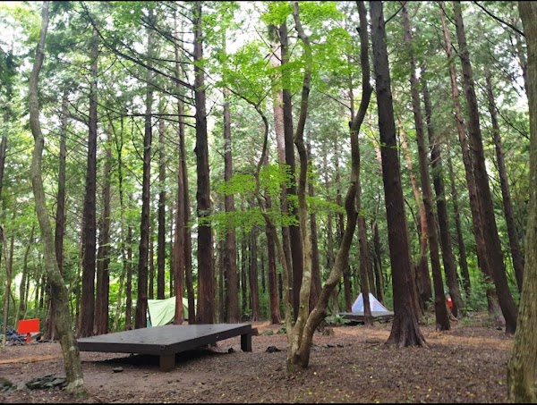 Seogwipo Natural Recreational Forest