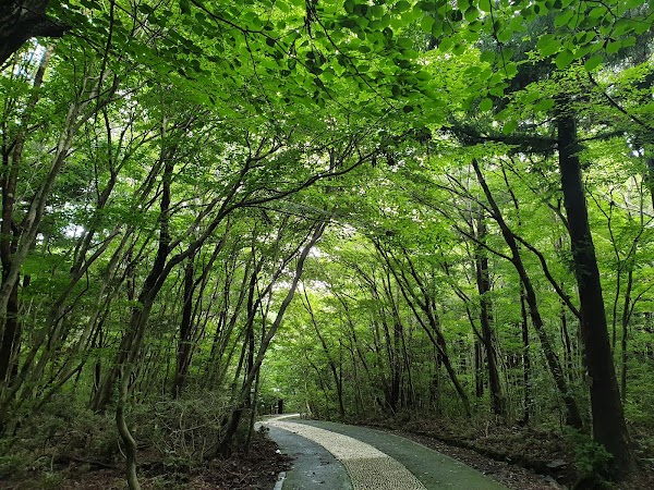 Seogwipo Natural Recreational Forest 2