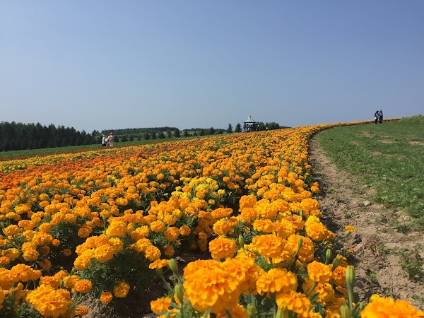 Kamifurano 1