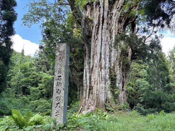 Itoshiro no Osugi (Itoshiro Giant Ceder)