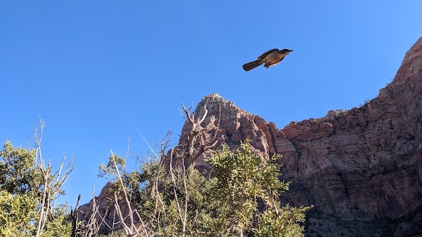 The Watchman 3