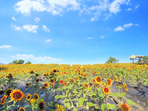 Goseokjeong Flower Garden 4