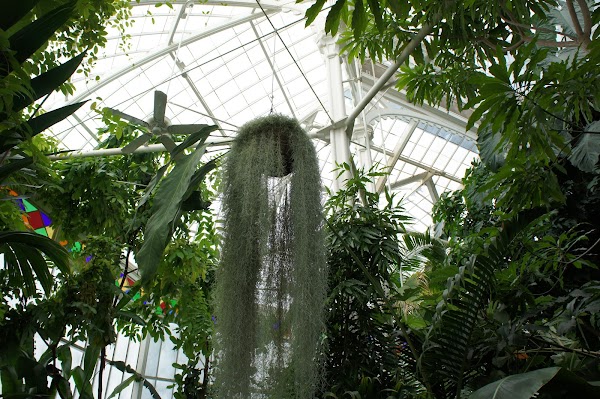 Conservatory of Flowers 6