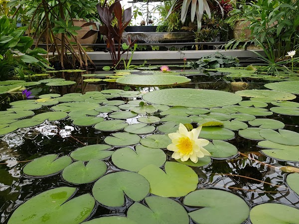 Conservatory of Flowers 5