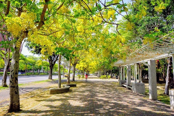 阿勃勒黃金步道