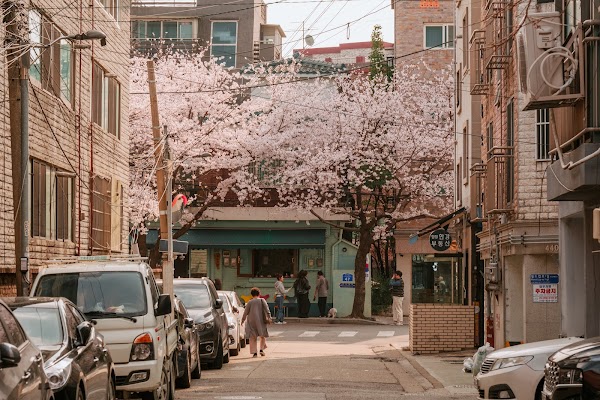 합정동 벚꽃거리 2
