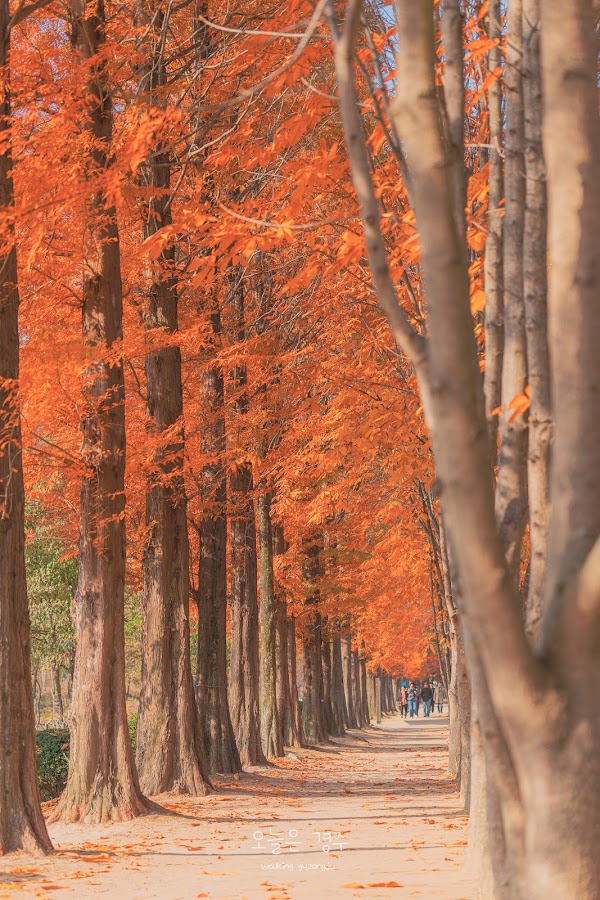 Gyeongbuk Millennium Forest Garden
