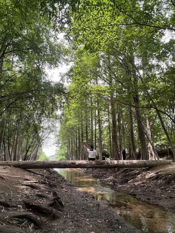 Gyeongbuk Millennium Forest Garden 5