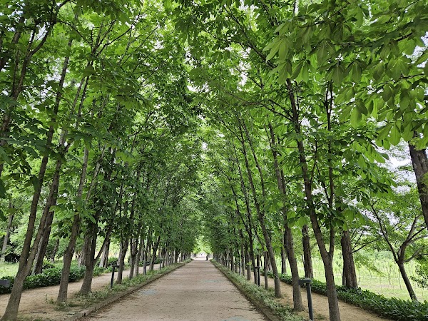 Gyeongbuk Millennium Forest Garden 3