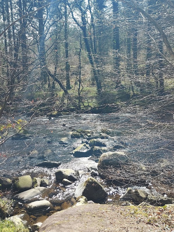 Coed-y-Brenin 2