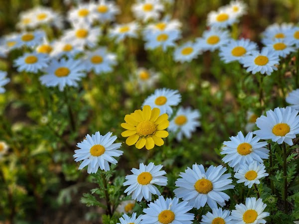 Pureun Arboretum 4