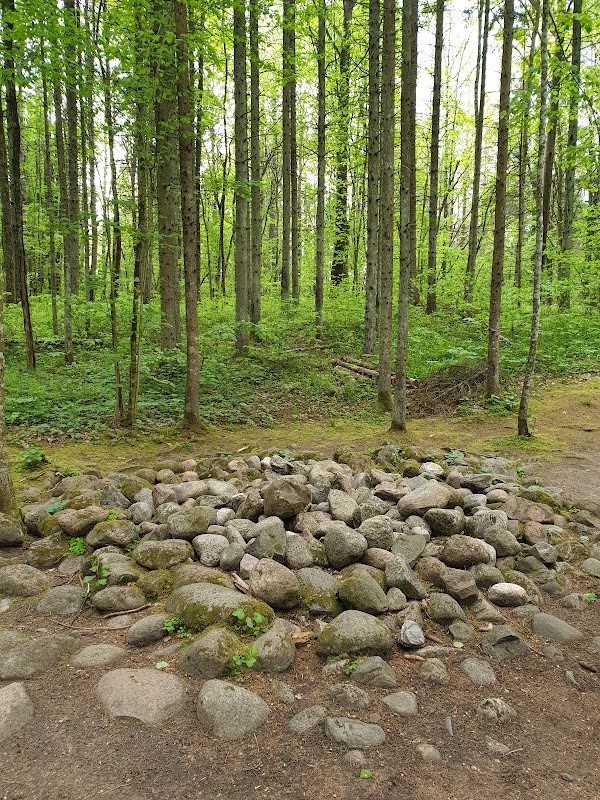 The LVM Pokaiņi forest 1