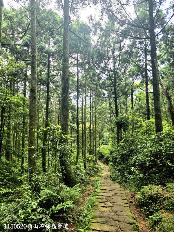 柳杉造林地