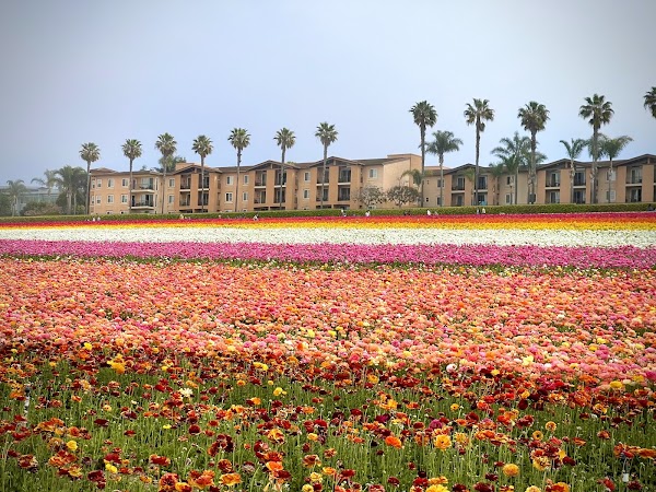The Flower Fields