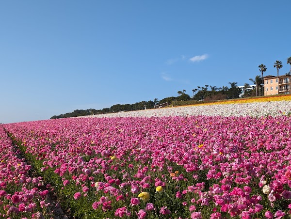 The Flower Fields 5