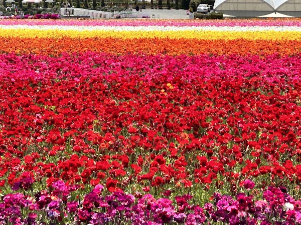 The Flower Fields 4