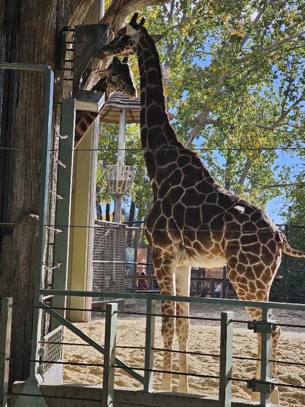 Calgary Zoo 5