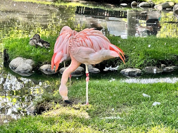 Calgary Zoo 4