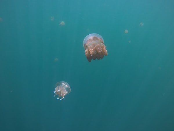 Jellyfish Lake 5