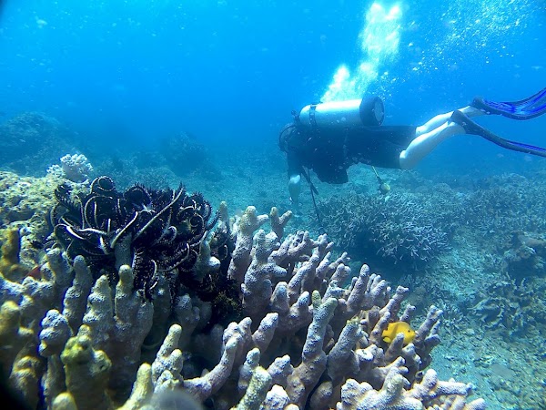 Menjangan Island