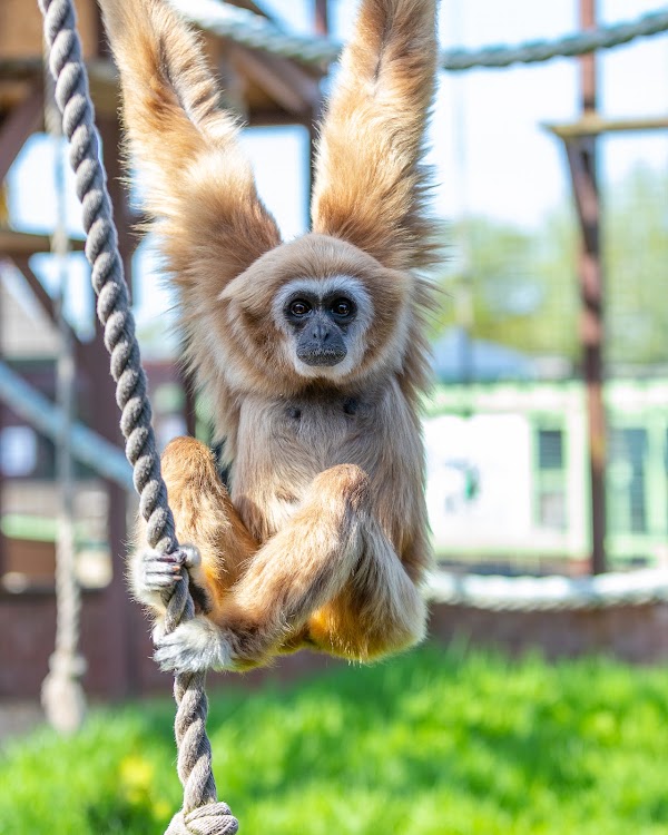 Monkey Haven - Primate Rescue Centre 1