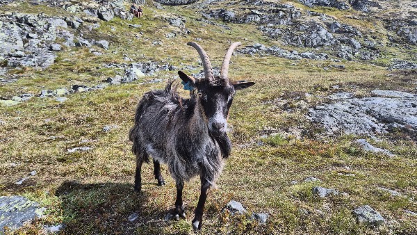 Noorwegen 10