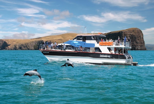 Akaroa Day Tour 5