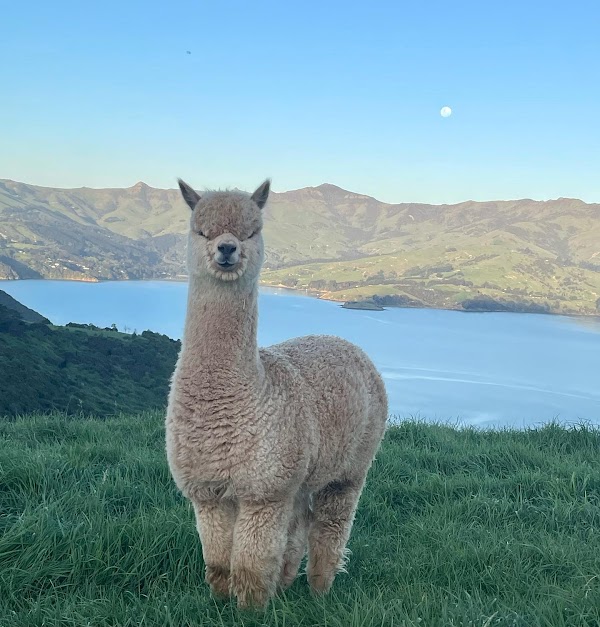 Akaroa Day Tour 2