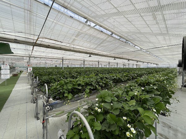 Chura Ichigo Nanjo House