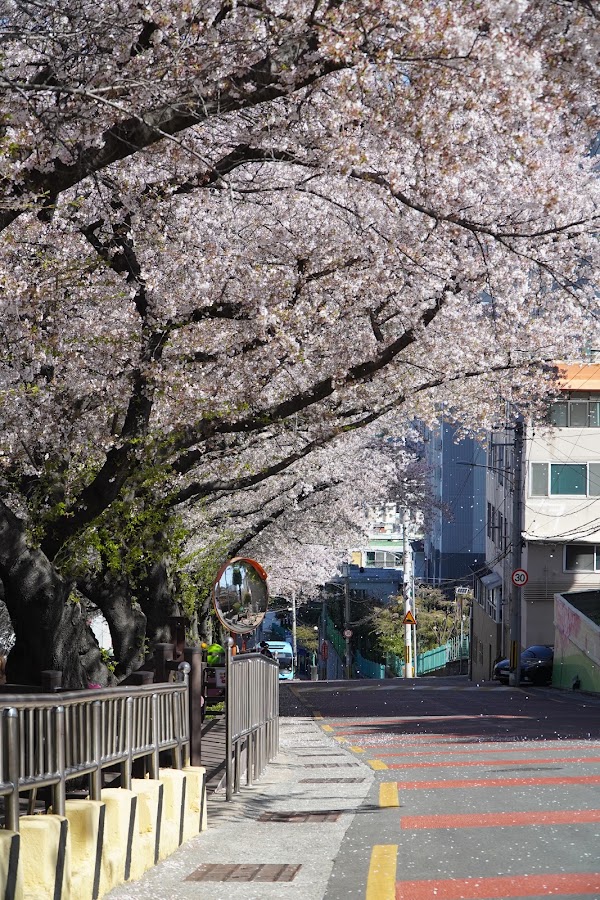 Gaegeum-dong Cherry Bloosom Road