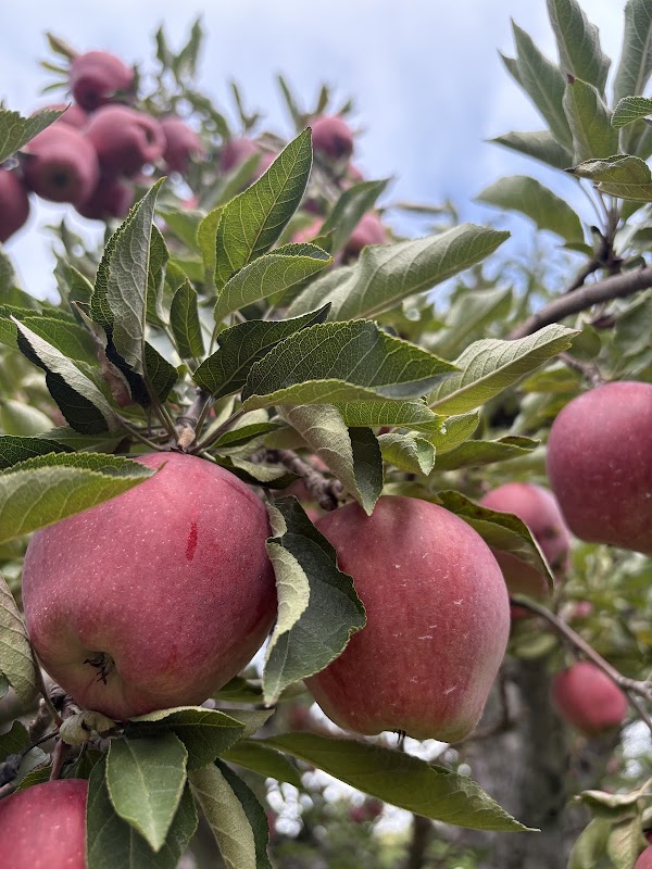 Williams' Orchard