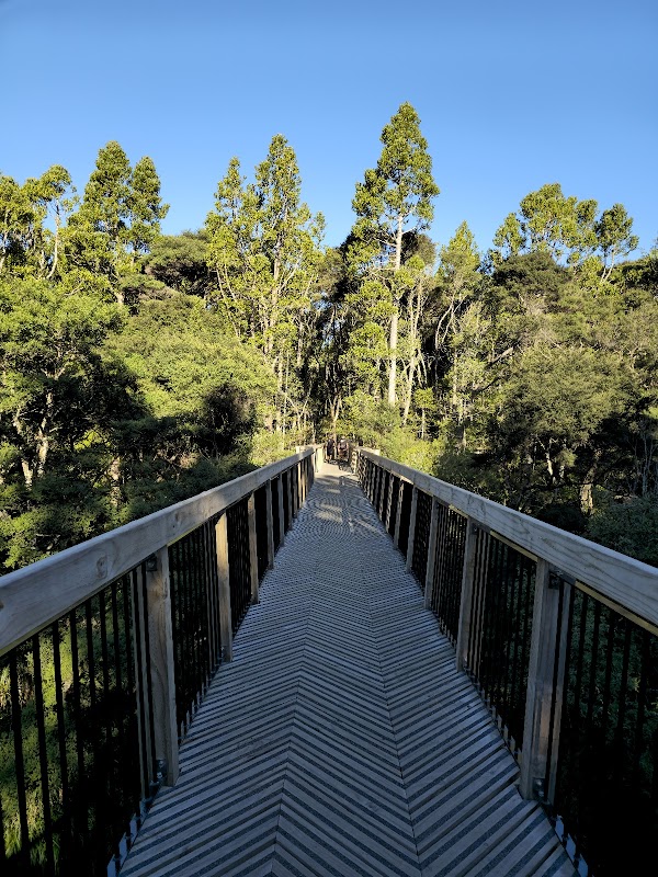 Kauri Glen walkway