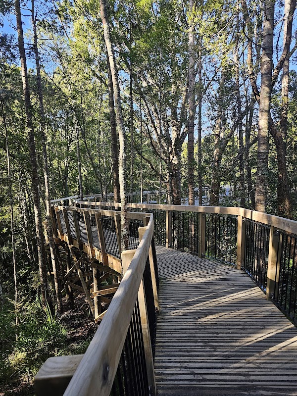 Kauri Glen walkway 5