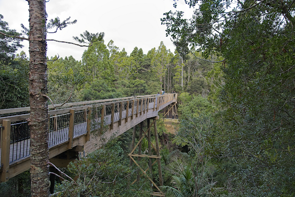 Kauri Glen walkway 4