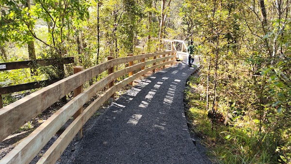 Kauri Glen walkway 3