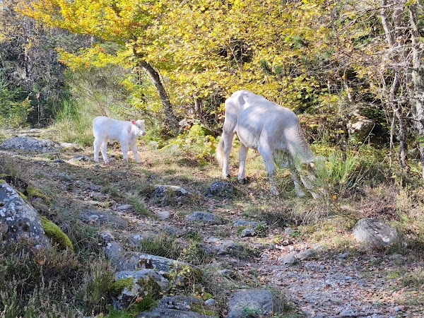 Massís del Canigó