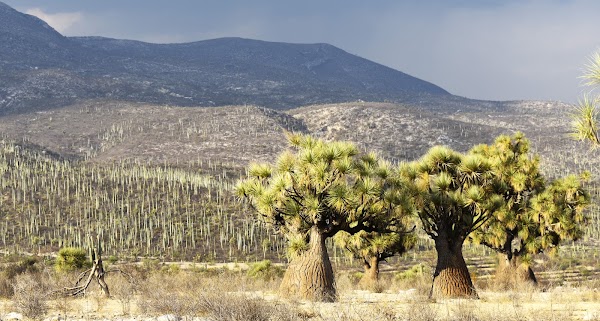 Reserva de la Biosfera Tehuacán- Cuicatlán