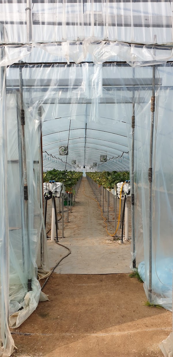 OnNuRi strawberry (온누리 딸기농장, 논산) 3