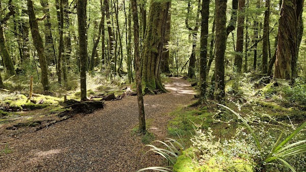 Lake Gunn Nature Walk 1