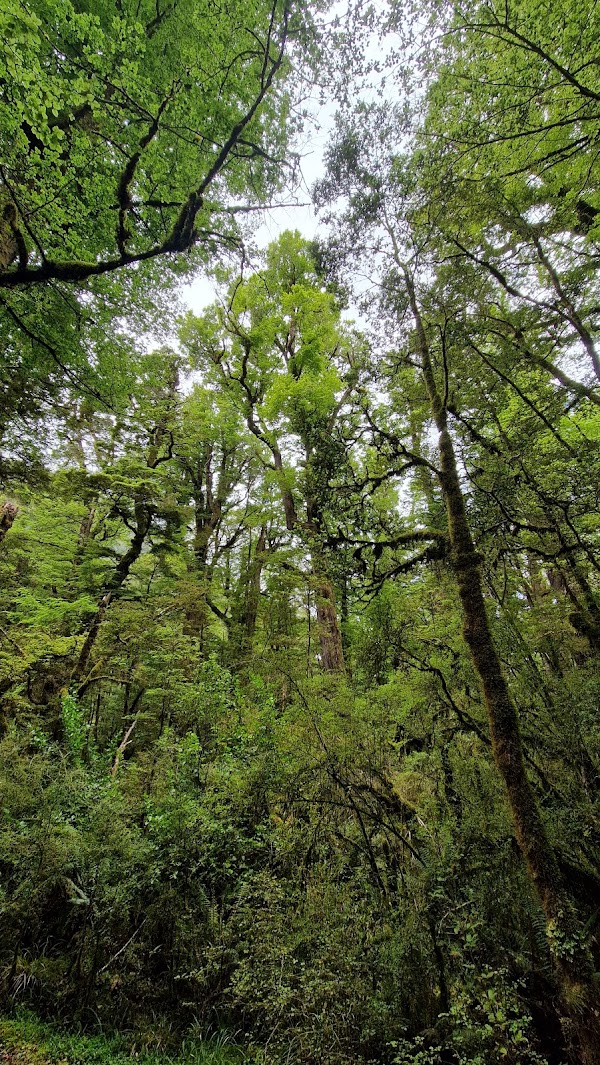 Lake Gunn Nature Walk 3
