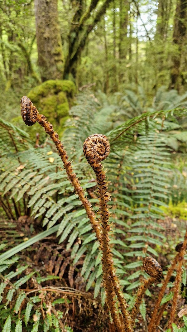 Lake Gunn Nature Walk 2