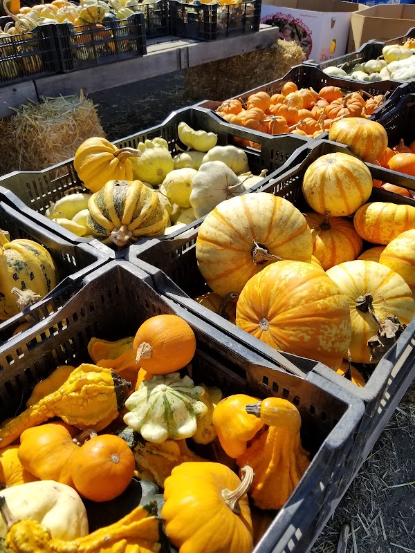 Farmer John's Pumpkin Farm 2