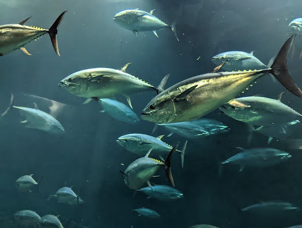 Tokyo Sea Life Park 4