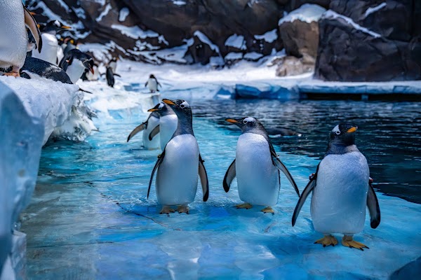 SeaWorld Abu Dhabi | سي وورلد جزيرة ياس، أبوظ 4