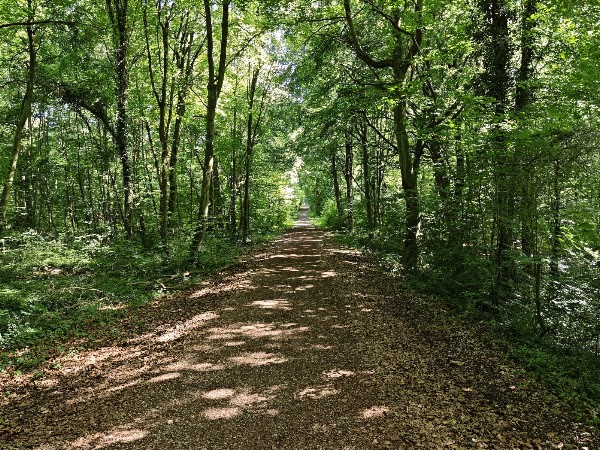 Forêt domaniale de Saint-Germain