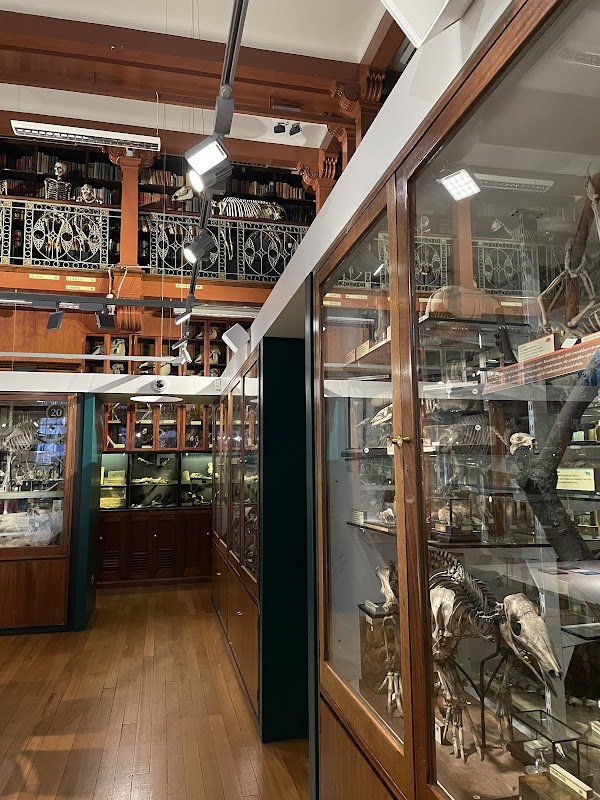 Grant Museum of Zoology 1