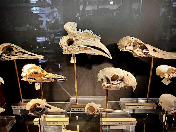 Grant Museum of Zoology 5